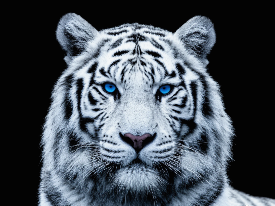 white tiger.