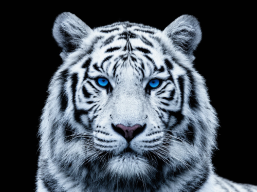 White tiger.