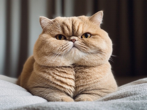 Fat plush cat.