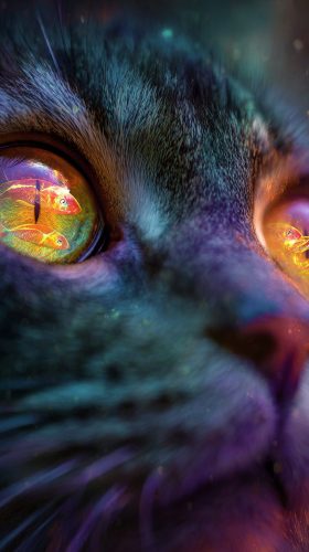 Cat's face close-up.