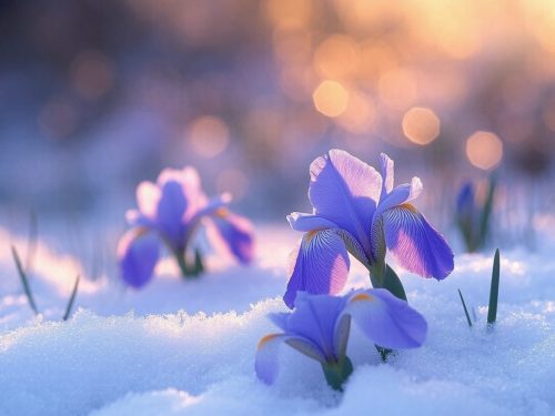 Iris in the snow.