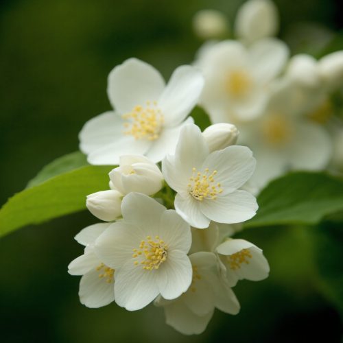 Jasmine on green background.