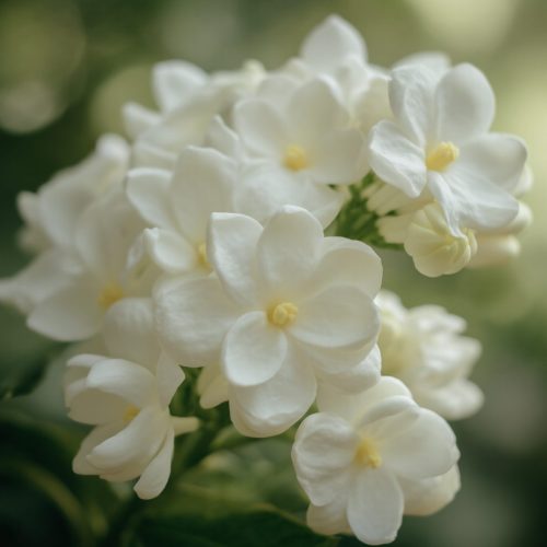 White tuberose.